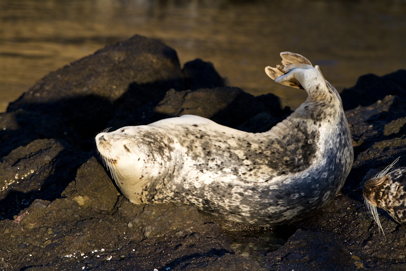 Harbor Seal